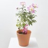 PEONÍA MACETA 21CM