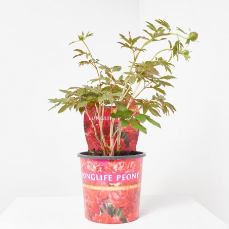 PEONÍA MACETA 21CM