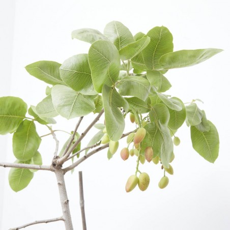 PISTACHO HEMBRA MACETA 3,5L