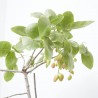 PISTACHO HEMBRA MACETA 3,5L