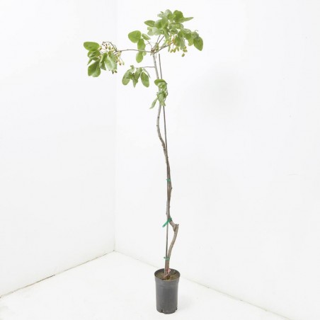 PISTACHO HEMBRA MACETA 3,5L