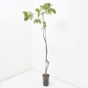 PISTACHO HEMBRA MACETA 3,5L