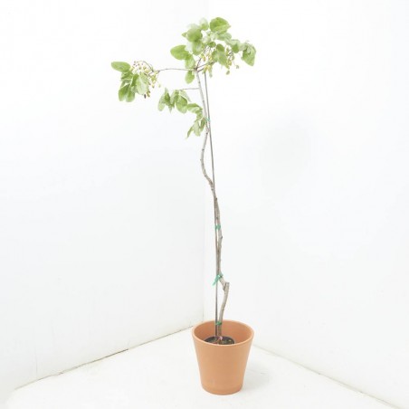 PISTACHO HEMBRA MACETA 3,5L