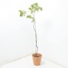 PISTACHO HEMBRA MACETA 3,5L