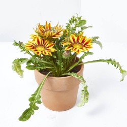 GAZANIA