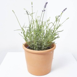 LAVANDA HIDCOTE MACETA 3L