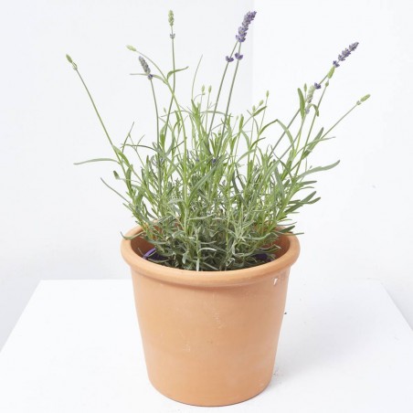 LAVANDA HIDCOTE MACETA 3L