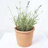 LAVANDA HIDCOTE MACETA 3L
