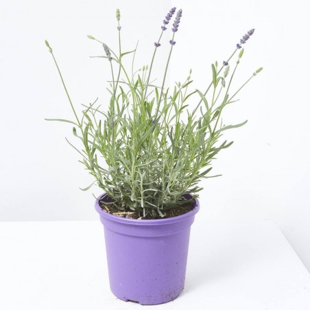 LAVANDA HIDCOTE MACETA 3L