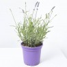 LAVANDA HIDCOTE MACETA 3L