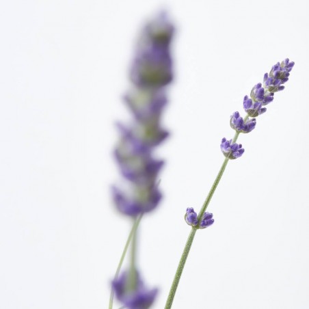 LAVANDA HIDCOTE MACETA 3L