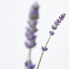 LAVANDA HIDCOTE MACETA 3L