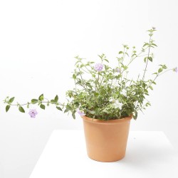 LANTANA DOS COLORES MACETA 3L