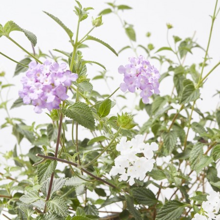 LANTANA DOS COLORES MACETA 3L