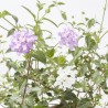 LANTANA DOS COLORES MACETA 3L