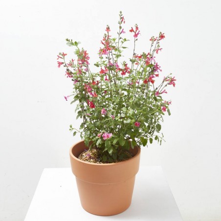 SALVIA VARIEDADES MACETA 5L