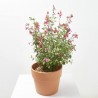 SALVIA VARIEDADES MACETA 5L
