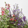 SALVIA VARIEDADES MACETA 5L