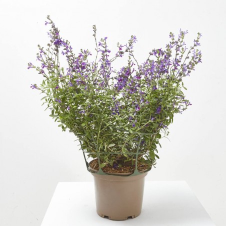SALVIA VARIEDADES MACETA 5L