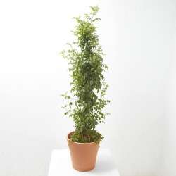 BIGNONIA 5L TUTOR