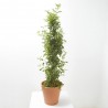 BIGNONIA 5L TUTOR