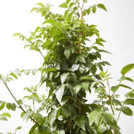BIGNONIA 5L TUTOR