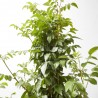 BIGNONIA 5L TUTOR
