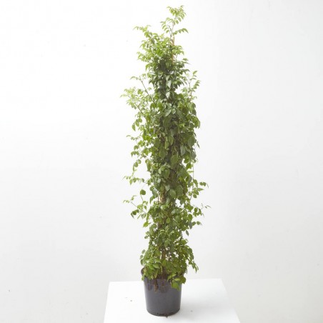 BIGNONIA 5L TUTOR