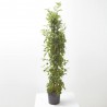 BIGNONIA 5L TUTOR