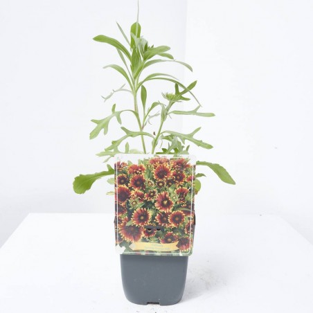 GAILLARDIA MACETA 11X11CM