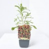GAILLARDIA MACETA 11X11CM