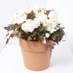 BEGONIA TUBERHYBRIDA 3L