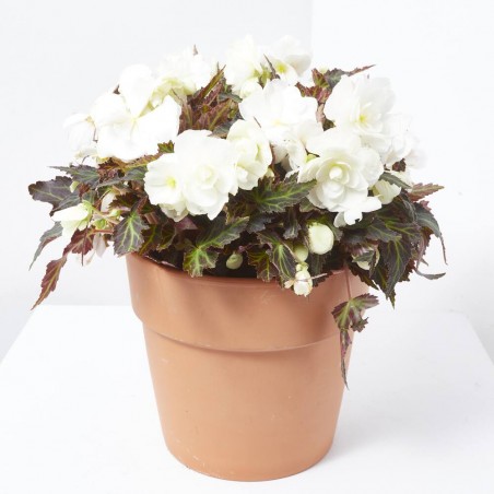 BEGONIA TUBERHYBRIDA 3L