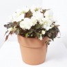 BEGONIA TUBERHYBRIDA 3L