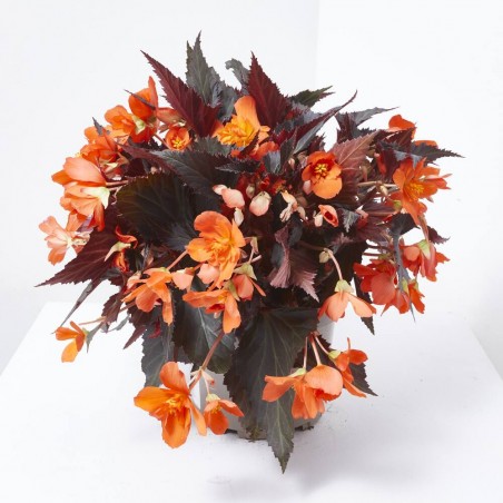 BEGONIA TUBERHYBRIDA 3L