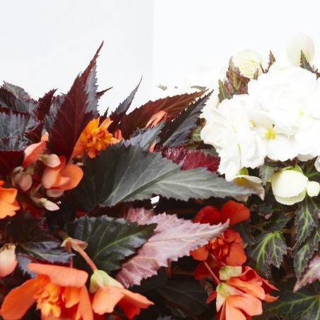 BEGONIA TUBERHYBRIDA 3L