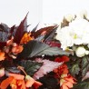 BEGONIA TUBERHYBRIDA 3L