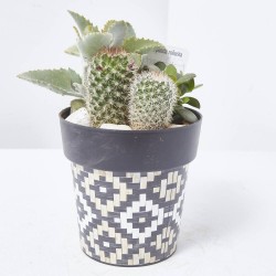 COMPO CACTUS RATTAN 12X12CM