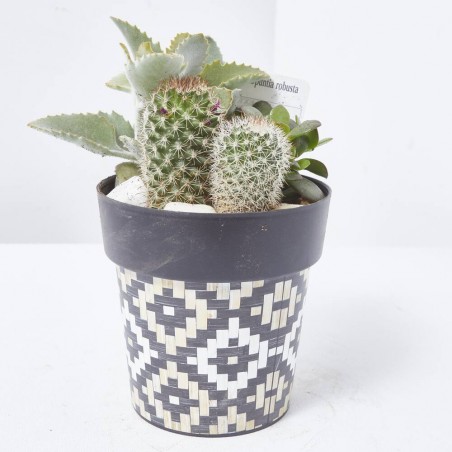 COMPO CACTUS RATTAN 12X12CM