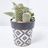 COMPO CACTUS RATTAN 12X12CM