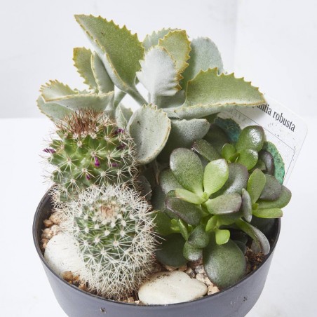 COMPO CACTUS RATTAN 12X12CM
