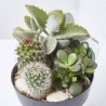 COMPO CACTUS RATTAN 12X12CM