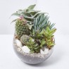 COMPO CACTUS CRISTAL 15X20CM
