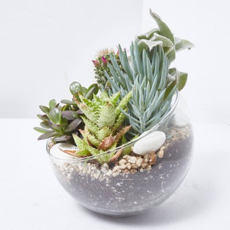 COMPO CACTUS CRISTAL 15X20CM
