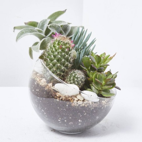 COMPO CACTUS CRISTAL 15X20CM