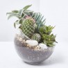 COMPO CACTUS CRISTAL 15X20CM
