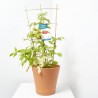 FRAMBUESO 5L ESPALDERA