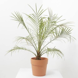 PHOENIX ROBELLINI MACETA 5L