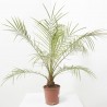 PHOENIX ROBELLINI MACETA 5L