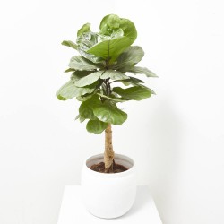 FICUS LYRATA COPA MACETA 27CM